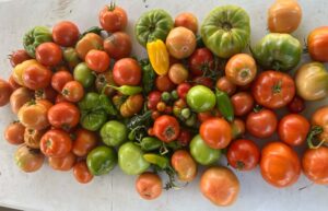 Harvest